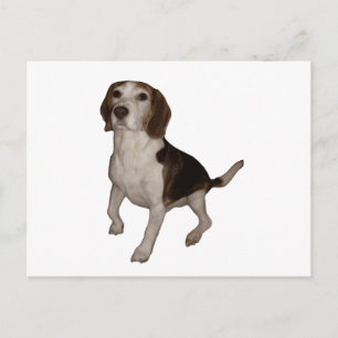 Beagle, dritter postkarte