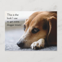 Beagle "Extra Doggie Leckereien" Postkarte