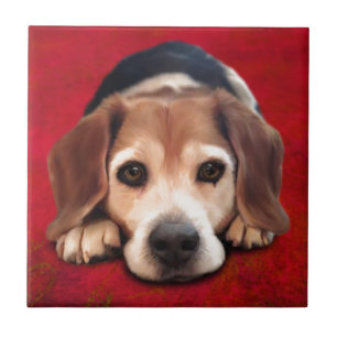 Beagle Fine Art Dog Art Malerei Fliese