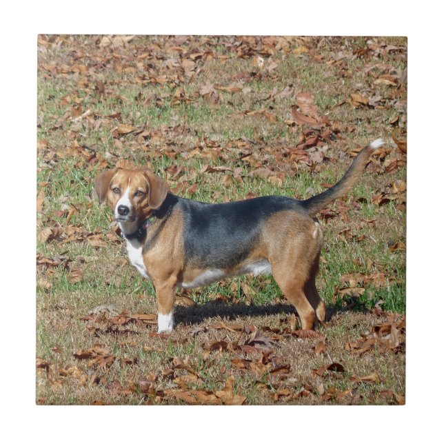 Beagle Fliese (Vorderseite)