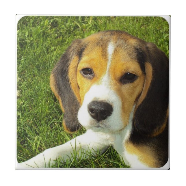Beagle-Fliese Fliese (Vorderseite)
