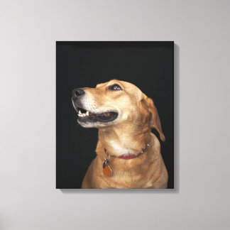 Beagle Golden Lab Mix looking to the side Leinwanddruck
