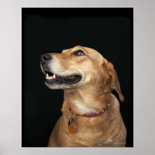 Beagle Golden Lab Mix looking to the side Poster (Vorne)