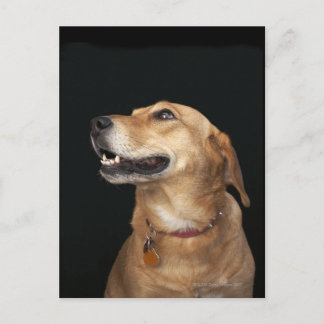 Beagle Golden Lab Mix looking to the side Postkarte