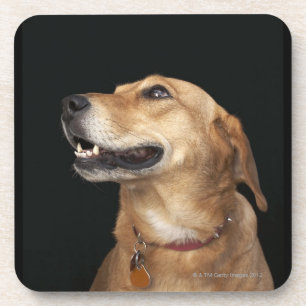Beagle-goldene Labrador-Mischung, die zur Seite Getränkeuntersetzer