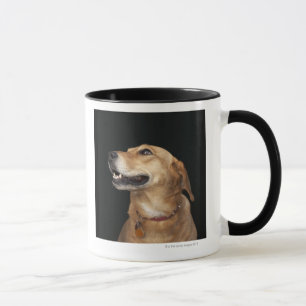 Beagle-goldene Labrador-Mischung, die zur Seite Tasse