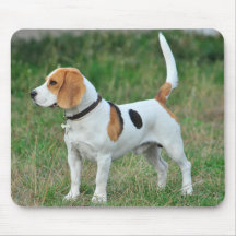 Beagle Hound Dog