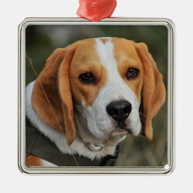 Beagle Hound Dog Ornament Aus Metall (Vorne)