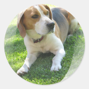 Beagle Hound Hund Sticker