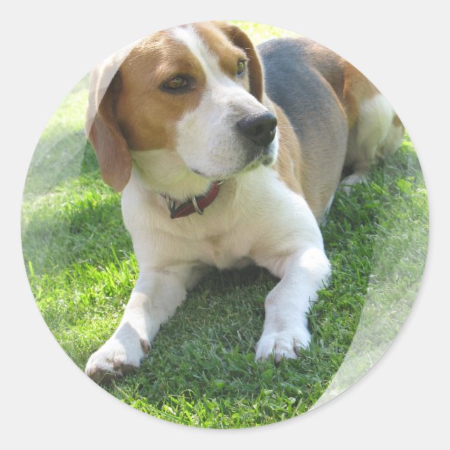 Beagle Hound Hund Sticker (Vorderseite)