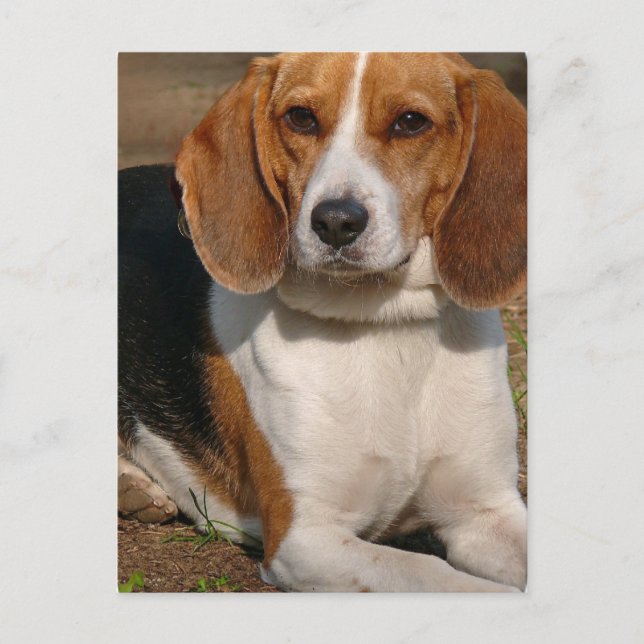 Beagle Hound Postkarte (Vorderseite)