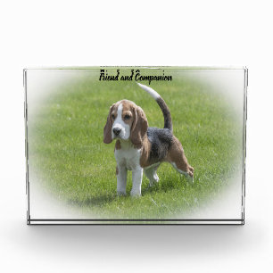 Beagle Hund Fotoblock