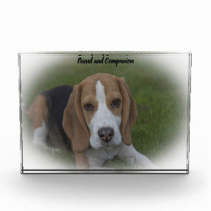 Beagle Hund Fotoblock