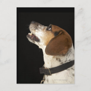 Beagle Hund mit schwarzem Kragenprofil Postkarte