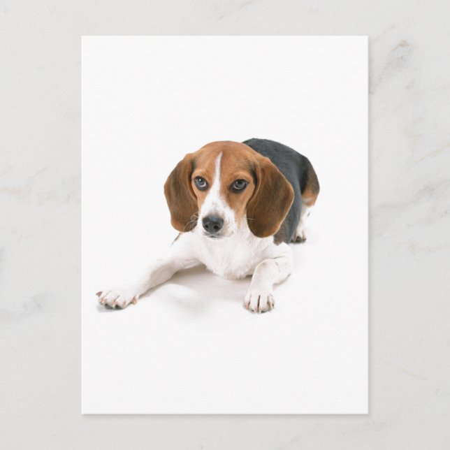 Beagle Hund Postkarte (Vorderseite)