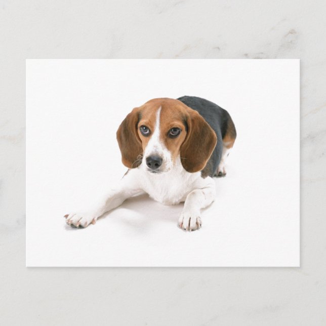 Beagle Hund Postkarte (Vorderseite)