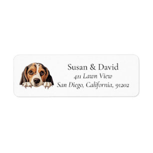 Beagle Hund Rasse Heimtiere Liebhaber