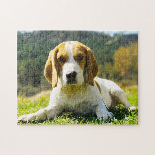 Beagle Hunde. Puzzle (Horizontal)