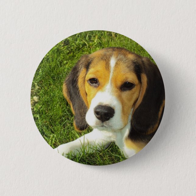Beagle-Hundehaustier-Tier-FriedensLiebe Button (Vorderseite)