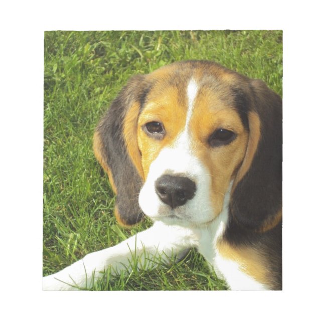 Beagle-Hundehaustier-Tier-FriedensLiebe Notizblock (Vorderseite)