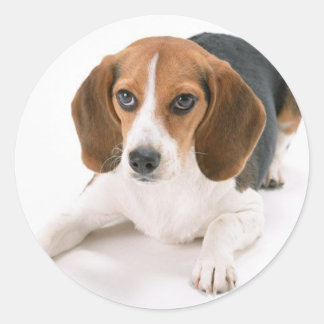 Beagle-Hundeschreiber Runder Aufkleber