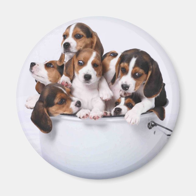 Beagle im Eimer Magnet (Vorne)