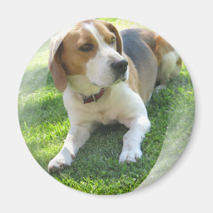 Beagle-Jagdhund-Hunderunder Magnet