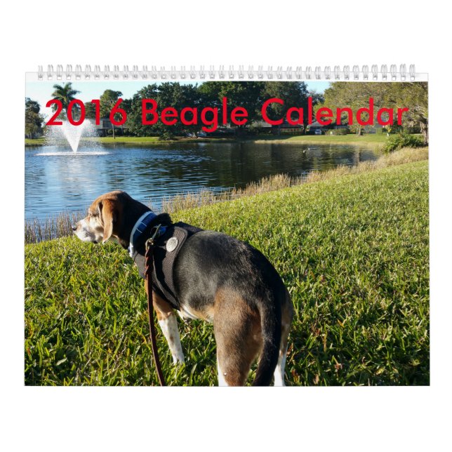 Beagle-Kalender 2016 Kalender (Titelbild)