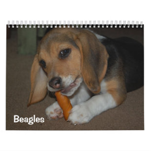 Beagle-Kalender Kalender
