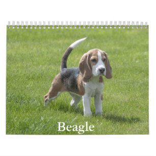 Beagle-Kalender Kalender