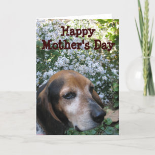 Beagle Karte