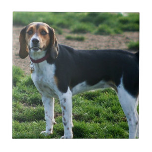 Beagle-Keramik-Fliese Fliese
