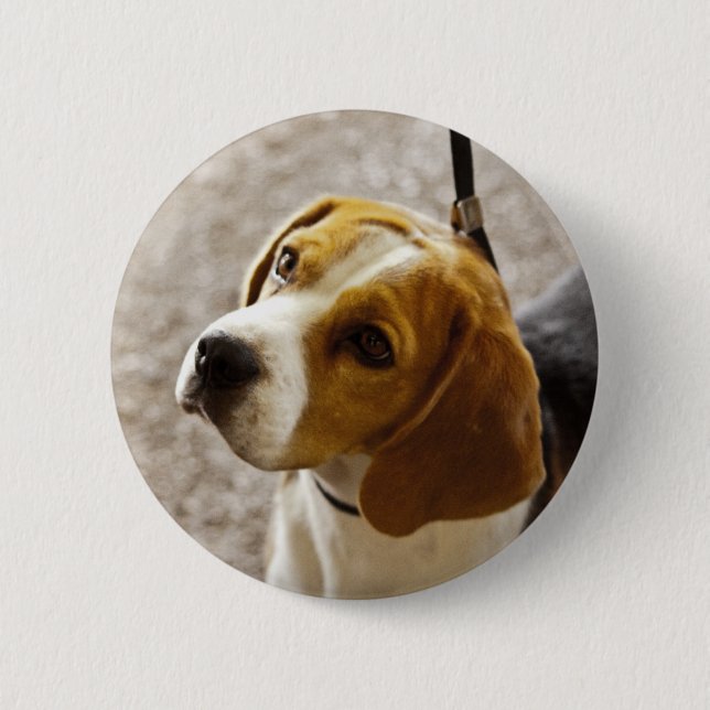 Beagle-Knopf Button (Vorderseite)