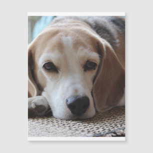 Beagle-Kühling 2.png Magnetkarte