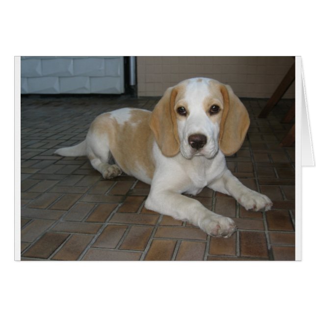Beagle Leg 2.png (Vorderseite (Horizontal))