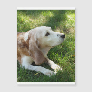 Beagle-Leg Magnetkarte