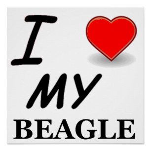 Beagle Liebe Poster