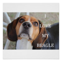 Beagle Liebe w pinsenrot
