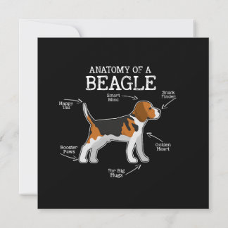 Beagle liebt/Anatomie eines Beagle