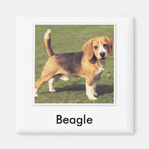Beagle Magnet