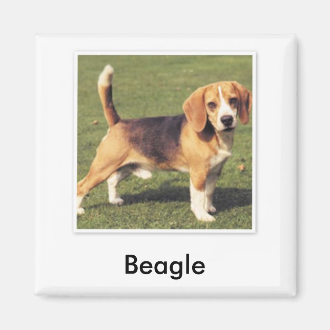 Beagle Magnet (Vorne)
