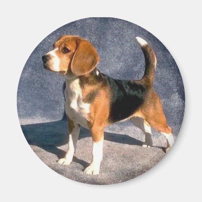 Beagle Magnet (Vorne)