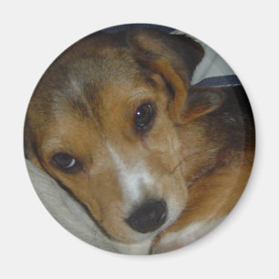 Beagle Magnet