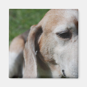 Beagle Magnet