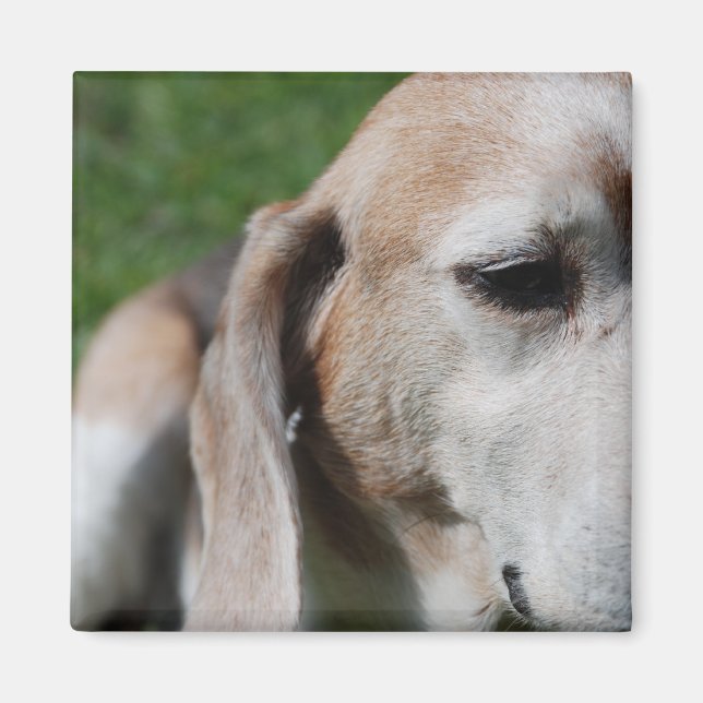 Beagle Magnet (Vorne)