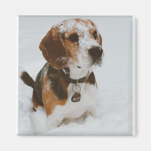 Beagle Magnet