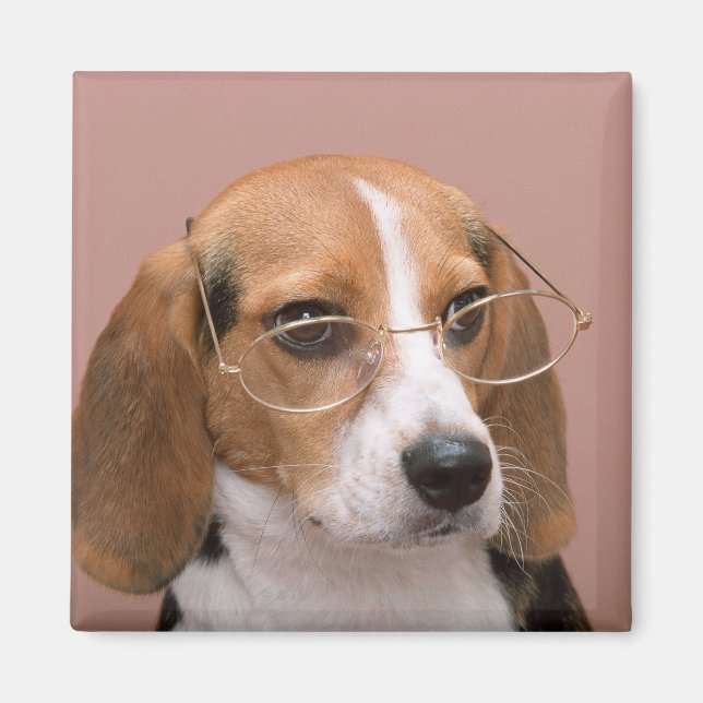 Beagle Magnet (Vorne)