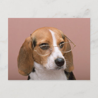 Beagle mit Brille Postkarte