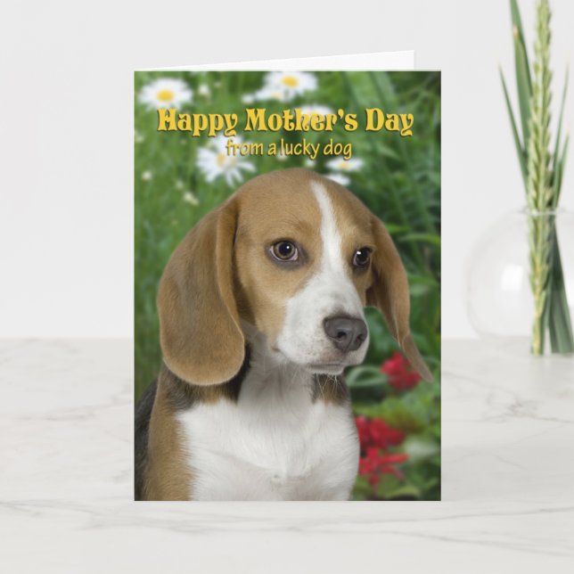 Beagle Mother's Day Card Karte (Vorderseite)