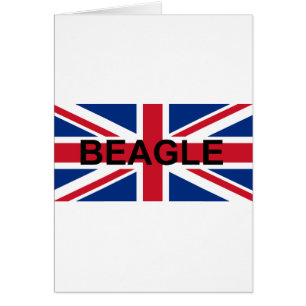 Beagle Name england United_Kingdom flagge